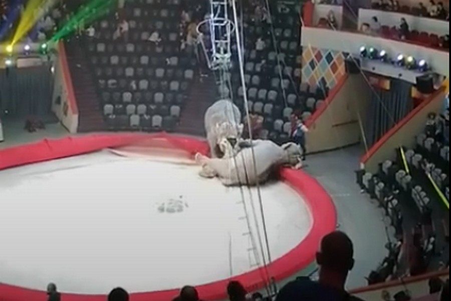 Впервые на арене: драка взбесившихся слоних в Казанском цирке удивила даже Запашного