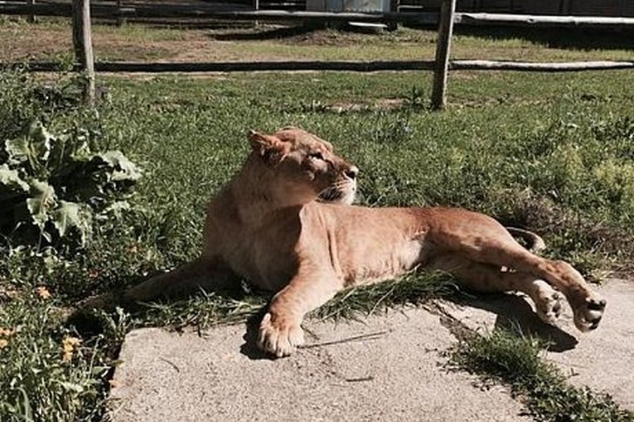 «Это же не кролик!»: в Челнах активисты требуют разобраться со школьным зверинцем, где обитает подаренная мэру львица