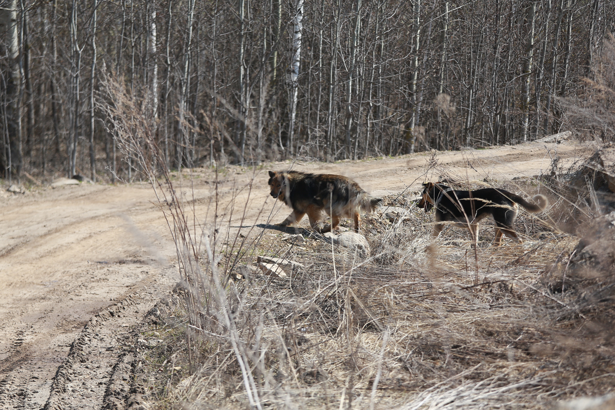 «Мы же не в лесу живем!»: в Татарстане бродячие псы едва не загрызли насмерть сына прокурора