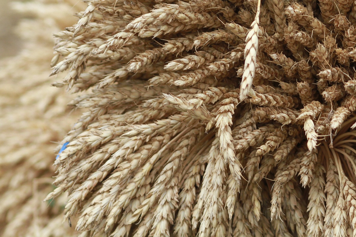 Татарстанские фермеры начали массово забивать скотину из-за засухи - скоро в республике введут режим ЧС