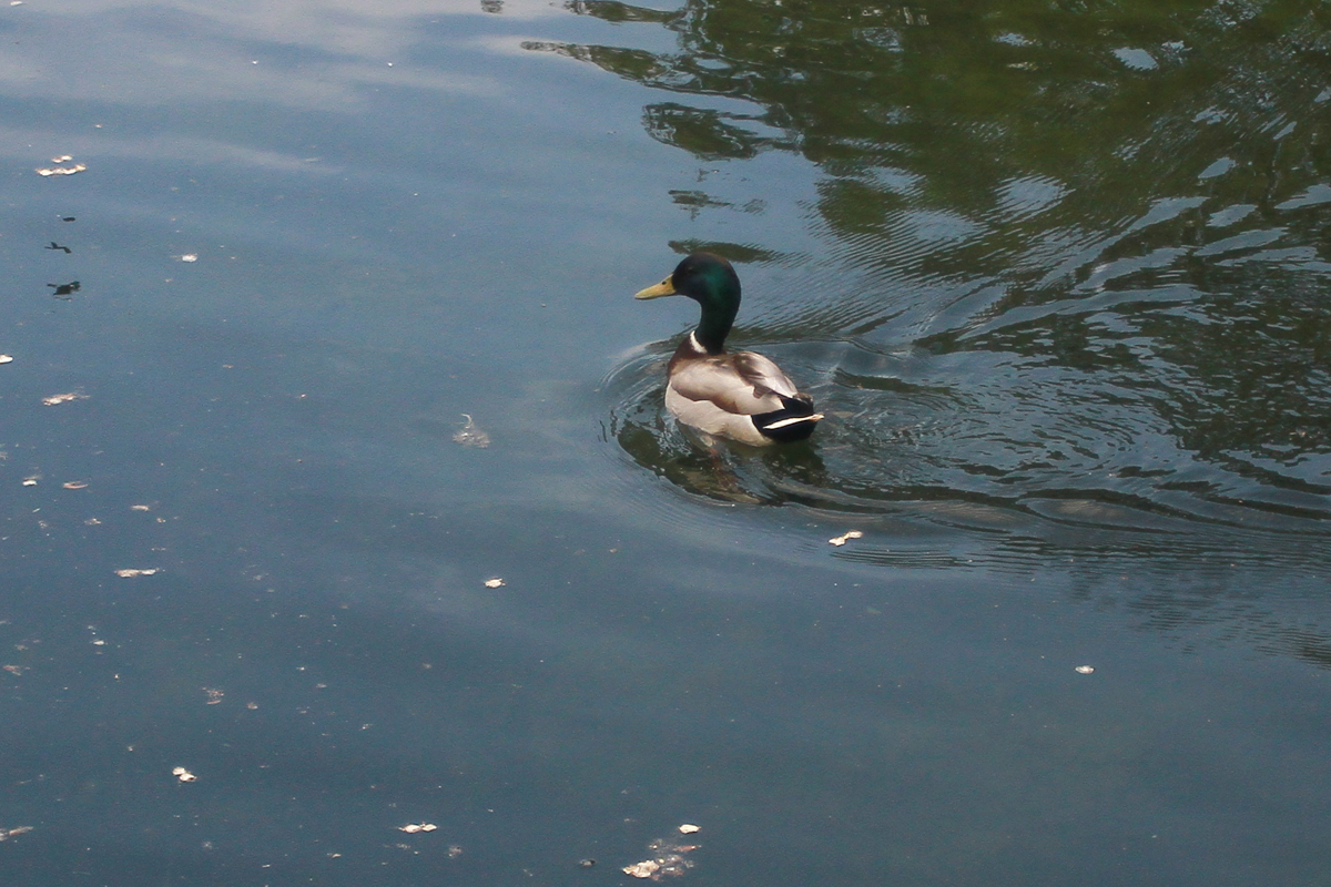 «Вирус совсем рядом»: в Татарстане владельцев домашних птиц призвали беречь их от гриппа, чтобы не пришлось сжигать