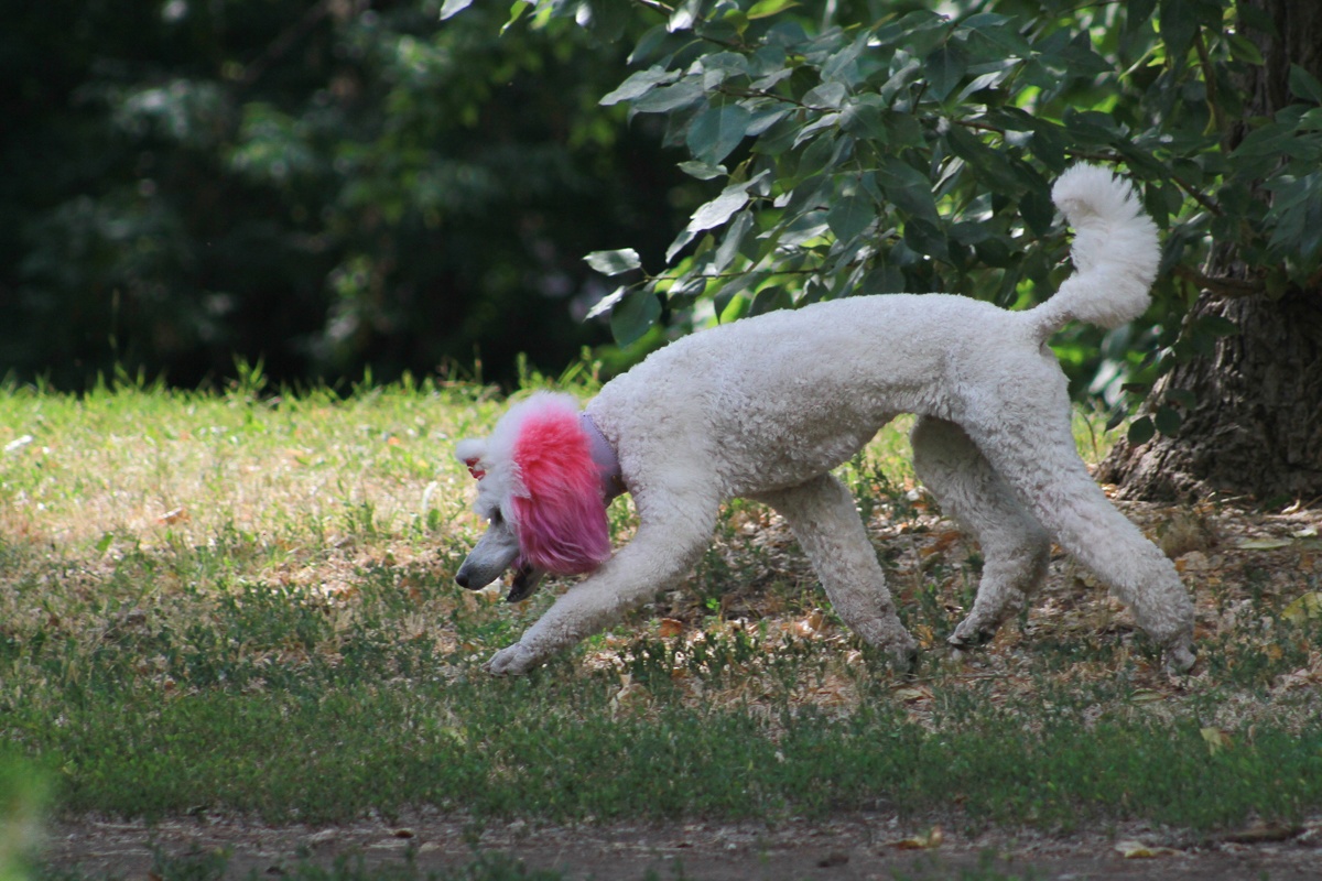 В Татарстане могут начать массовый отстрел бездомных животных - все из-за нового закона, который всех запутал