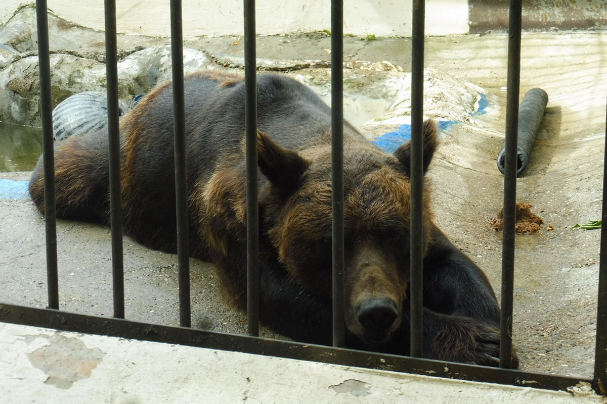 «Будто попали на съемки фильма-катастрофы!»: казанцы возмущаются убогостью старой части зооботсада и спрашивают - где обещанные слоны?