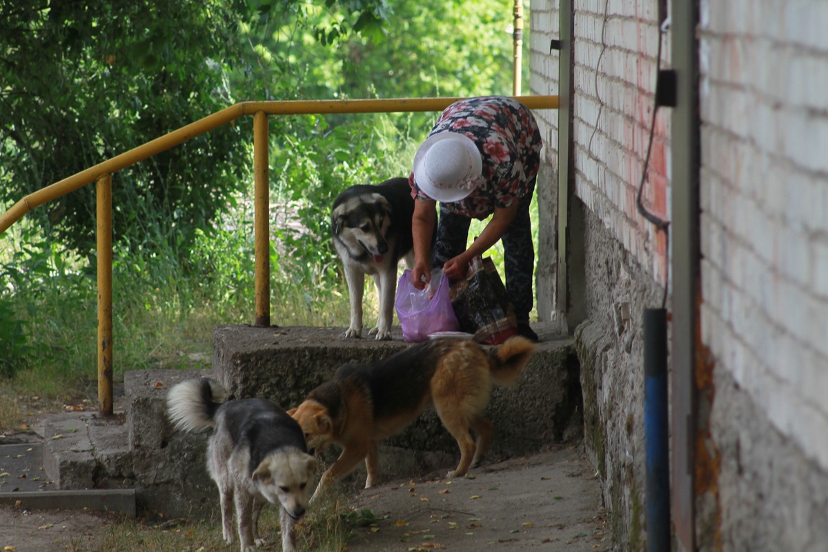 В Казани случаи нападения бездомных собак снизились почти на треть - все благодаря программе стерилизации