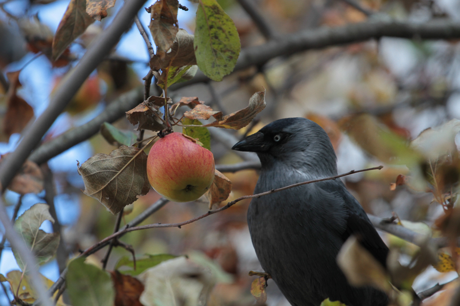 Еще погреемся: в Казань идет бабье лето
