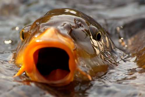 Ловить рыбку татарстанцы будут по новым правилам