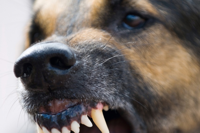 В нападении бродячих собак на детей у Центрального стадиона казанцы винят мэрию и... самих детей