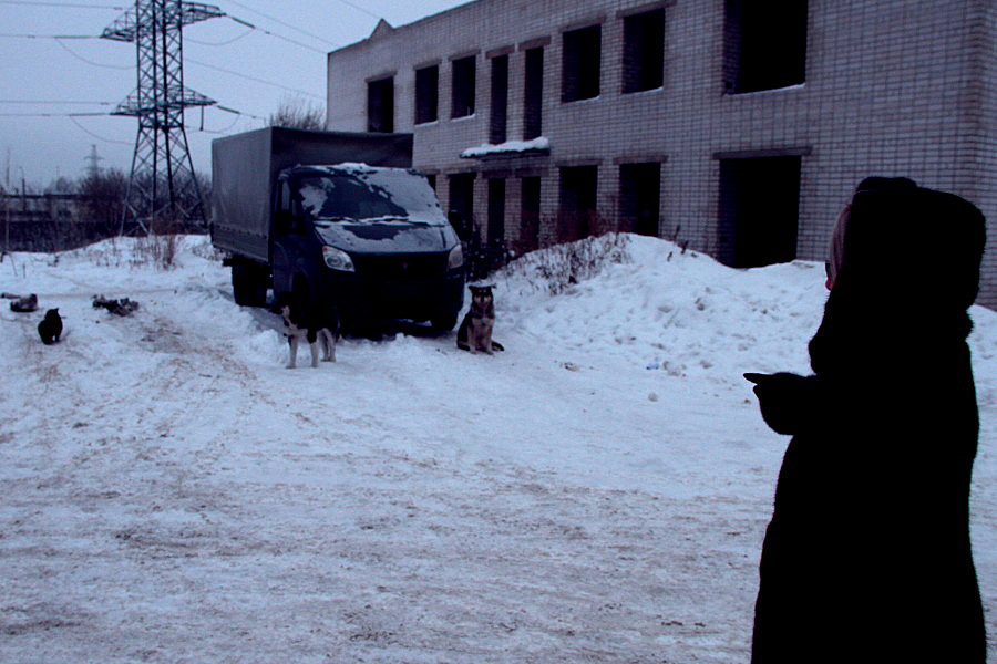 Жительнице Казани, на которую напали бродячие собаки, посоветовали заняться их отловом