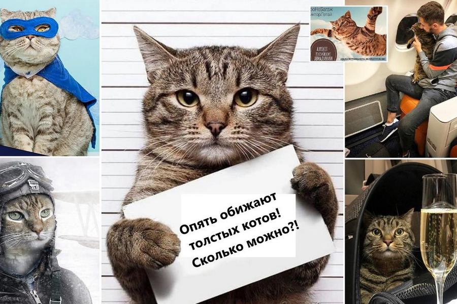 Гроза авиакомпаний кот Виктор едет в Казань на поезде