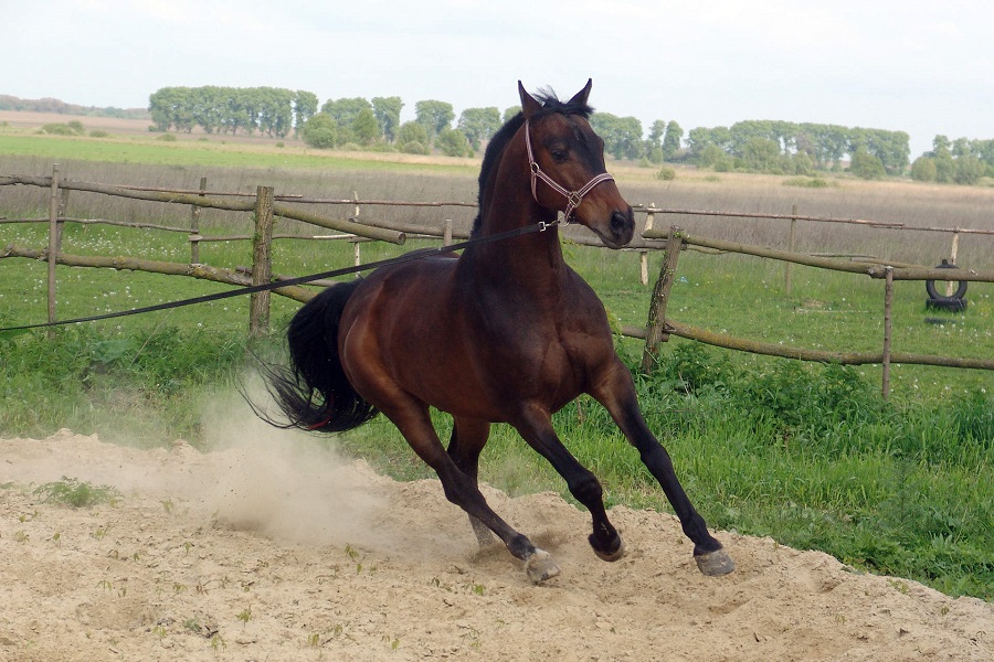 Казанская студентка хочет наказать конный клуб в «Дубае» за полученную травму