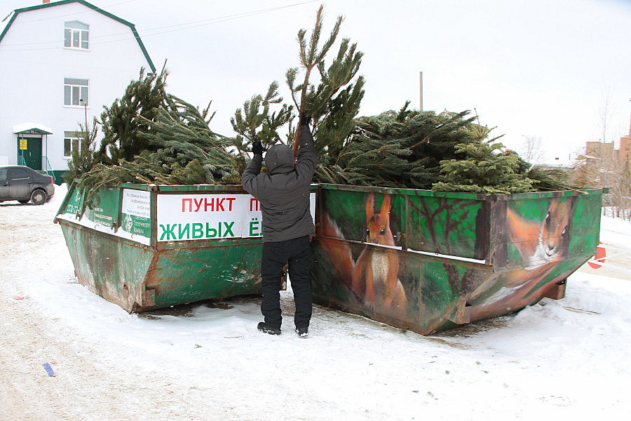  Новогодние ёлки казанцев съедят козы фермера Сиразина