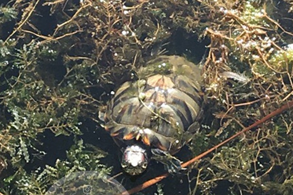 «Не покупайте детям черепах!»: казанец спас красноухую тортилу, выброшенную в озеро Кабан