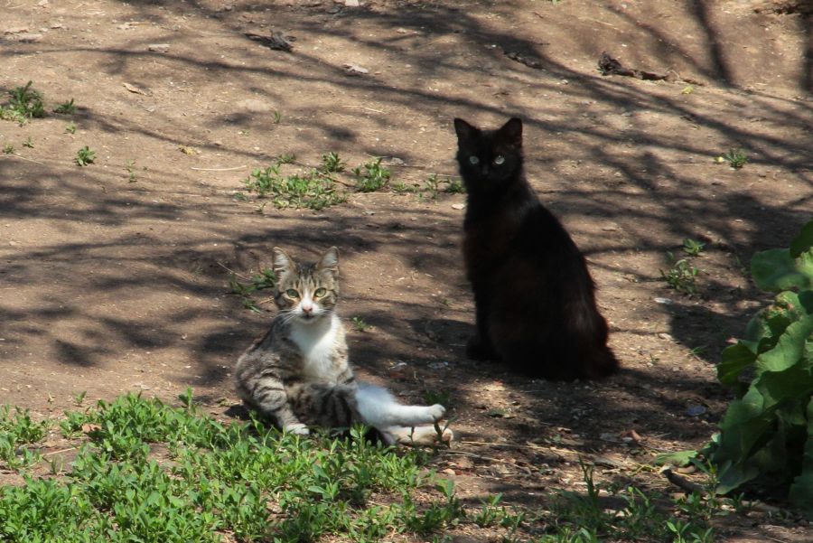 Не более двух котят в одни руки...