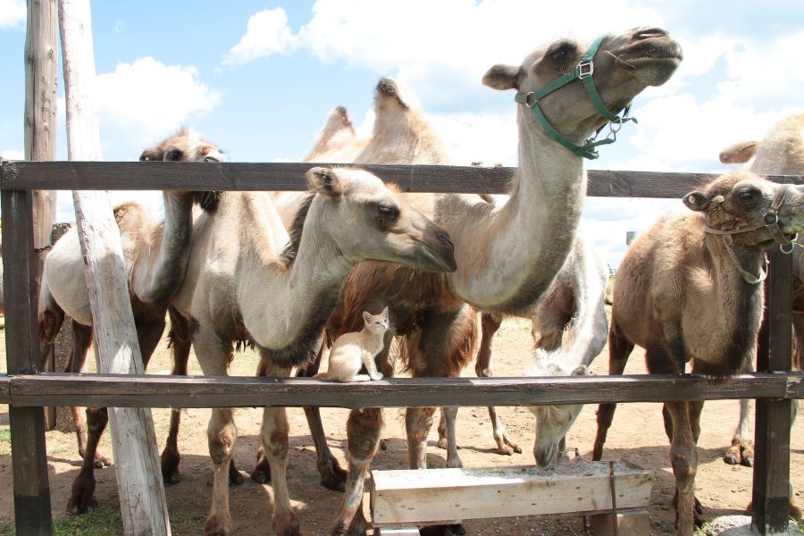 В деревне Травкино верблюды ни на кого еще не плюнули
