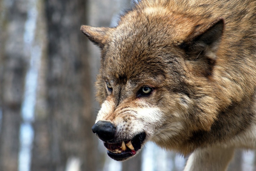 Жителей Татарстана напугали фейковыми волками