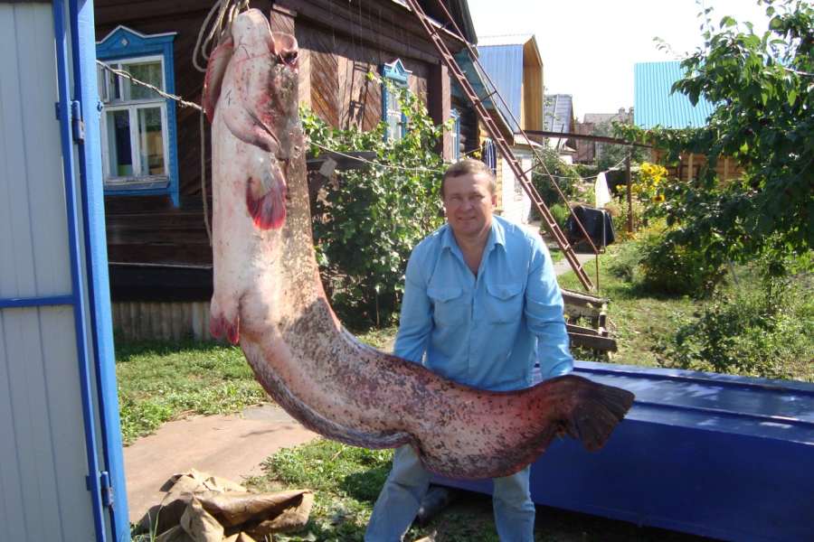 Татарстан предлагает запретить ловить большую рыбку