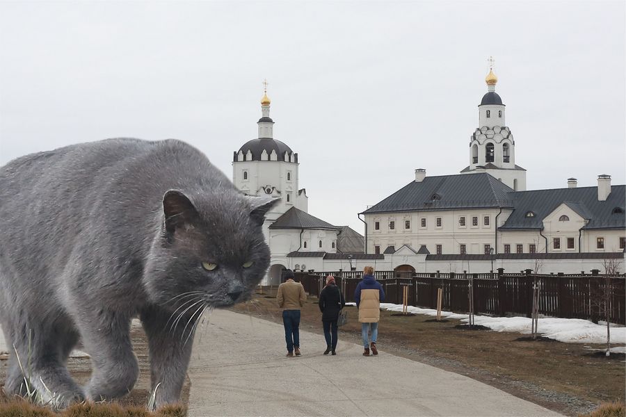Дикие, но симпатичные: остров-град Свияжск оккупировали бездомные котики