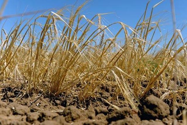 «Когда у нас холодно, в Сибири почему-то жарко»: грозят ли Татарстану летом засуха и саранча?