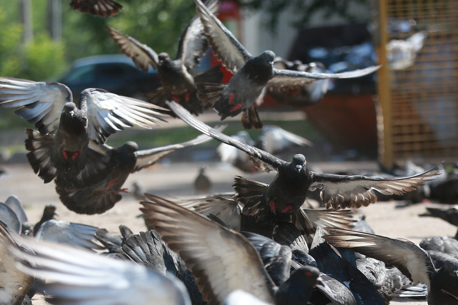«Может, хватит кормить летающих крыс?»: казанцы разделились на тех, кто любит голубей, и тех, кто их ненавидит