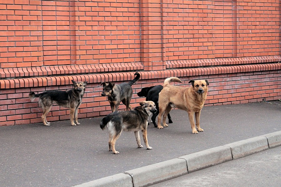 Выборы проходят, собаки остаются