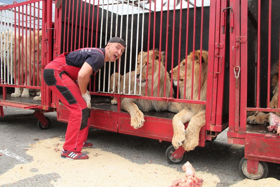 "Я понимаю львов. Я их чувствую"