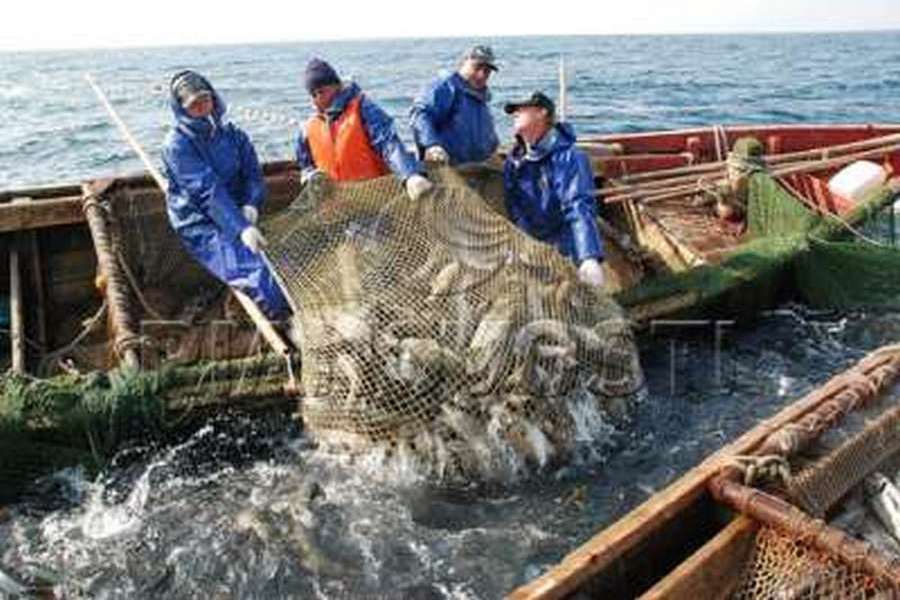 Камчатской рыбы в России нет и не будет, на то у нас и пограничники