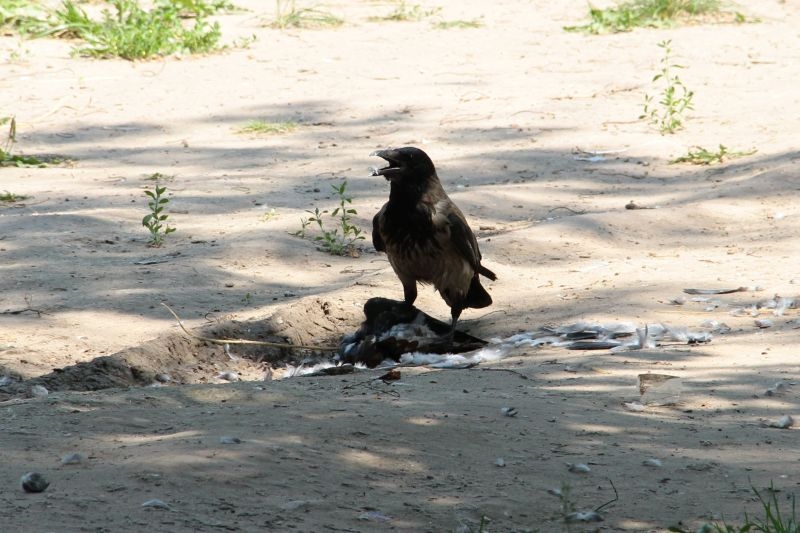 Идет охота на ворон 