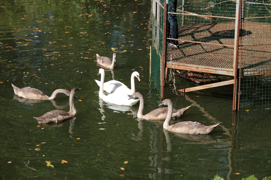 Свободу лебедям! 