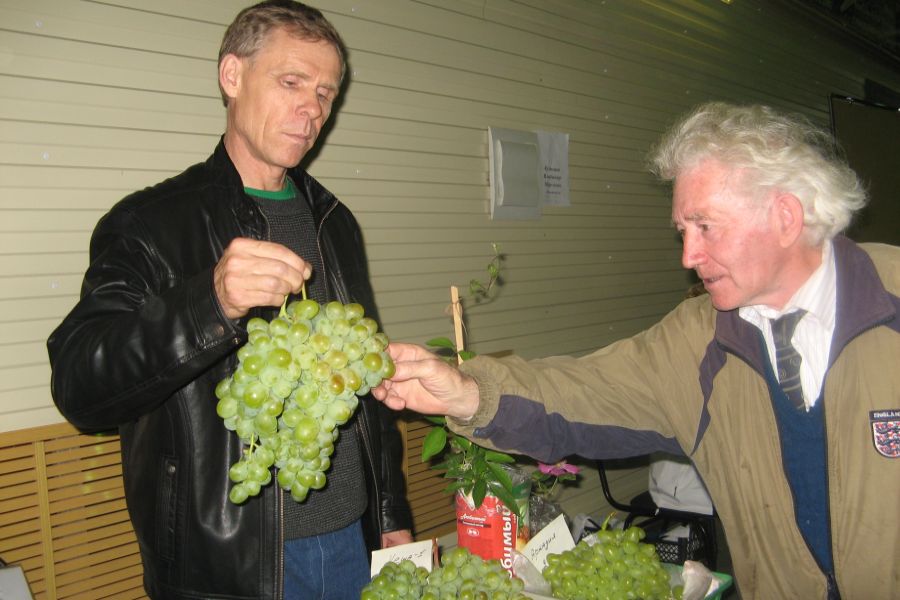 Самый вкусный виноград тот, что вырастил сам