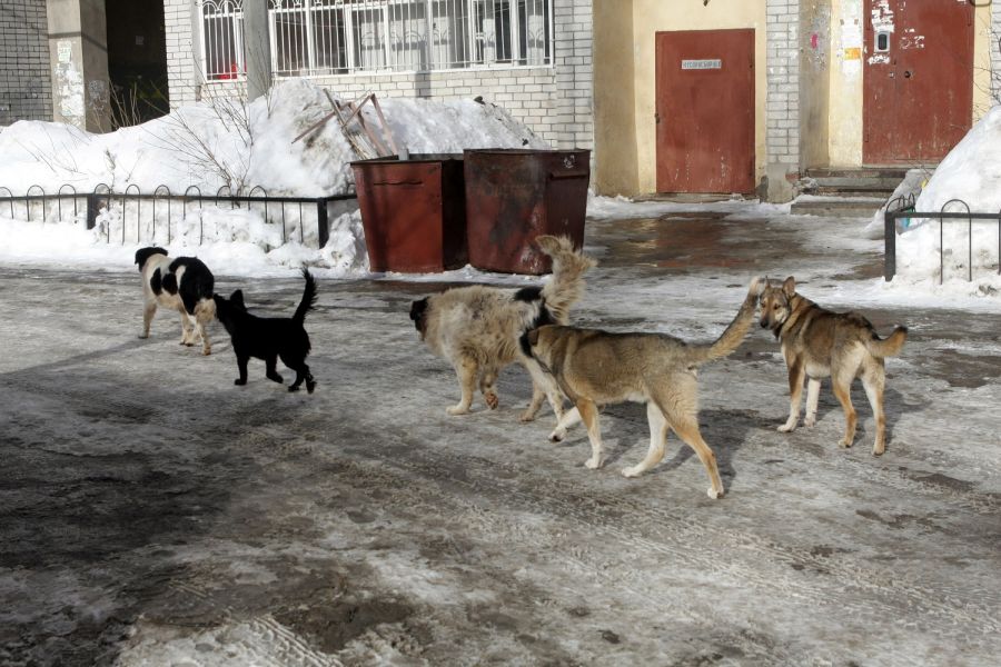 Сезон охоты на собак в Казани открыли