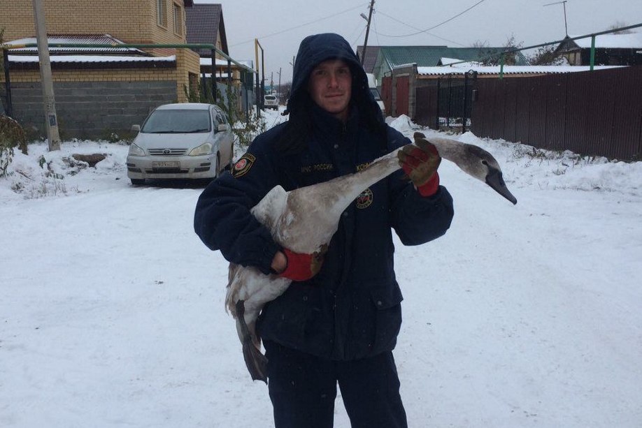 В Казани после операции по спасению лебедей один шипун погиб, а двоим ампутировали крылья  