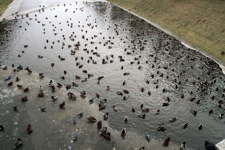 Утки из Казани не улетят 