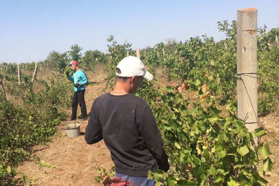 «Они не рабы»: студенты из Татарстана сбежали с виноградников в Крыму