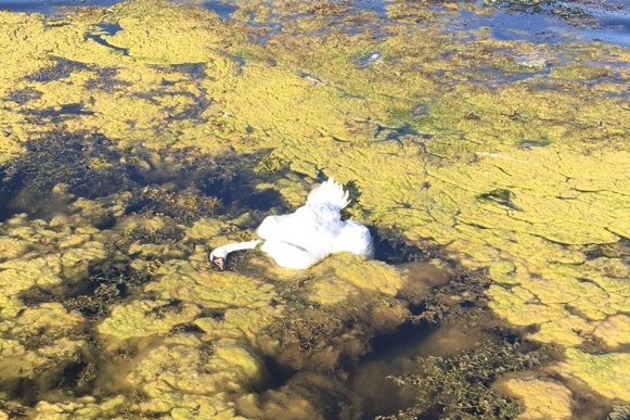 От чего умер белый лебедь на Кабане, покажет вскрытие