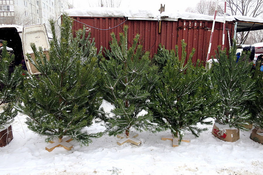 Почем елки для казанцев