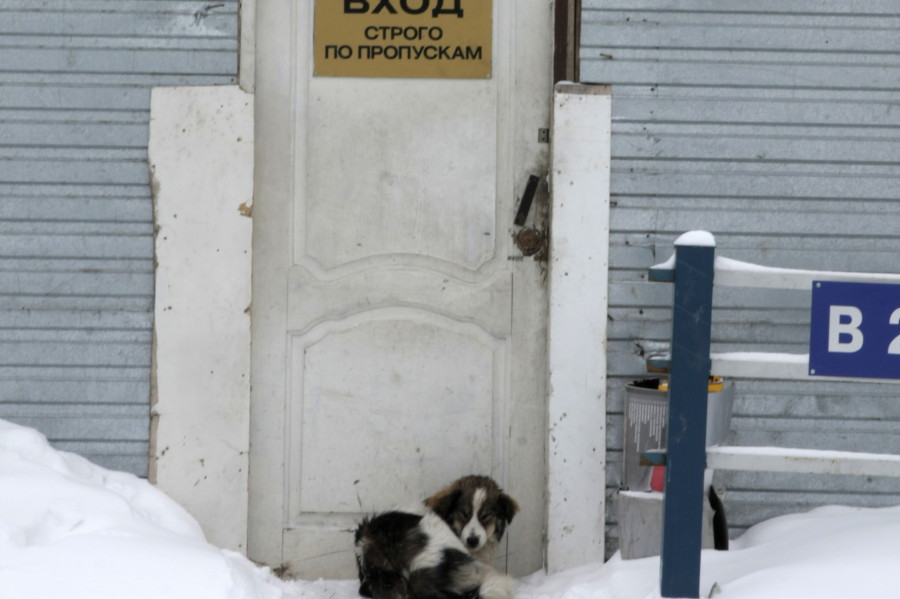 Зоозащитники России и Европы: "Нет Универсиаде на крови!"