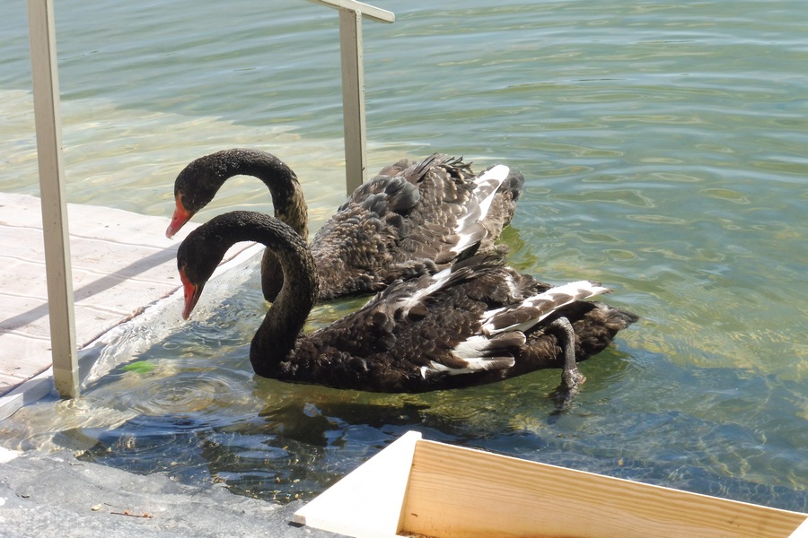 Строители элитных апартаментов на Черном озере «откупились» черными лебедями