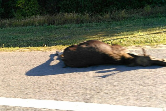 Лосей в Татарстане давят автоледи 