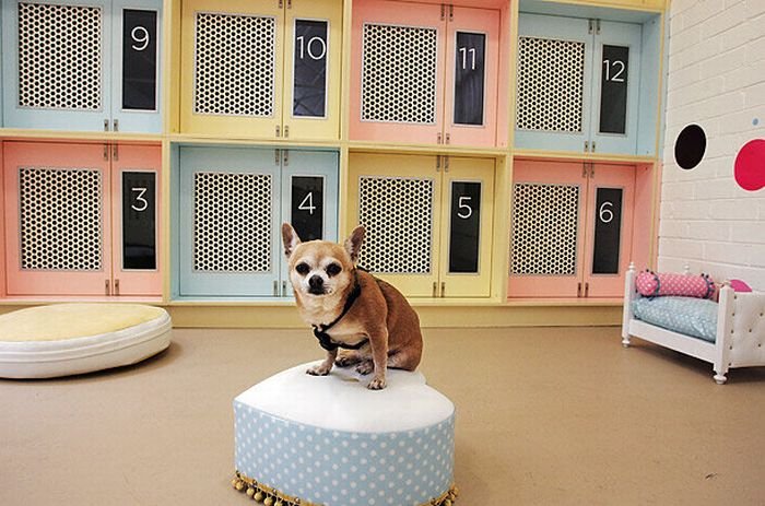 В ожидании большого футбола «Казань-Арена» решила заработать на кошках