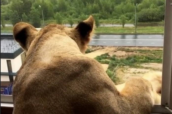 «Сожрет рано или поздно кого-нибудь!»: казанцев напугала львица на балконе многоэтажки, а ее хозяин обиделся на людей