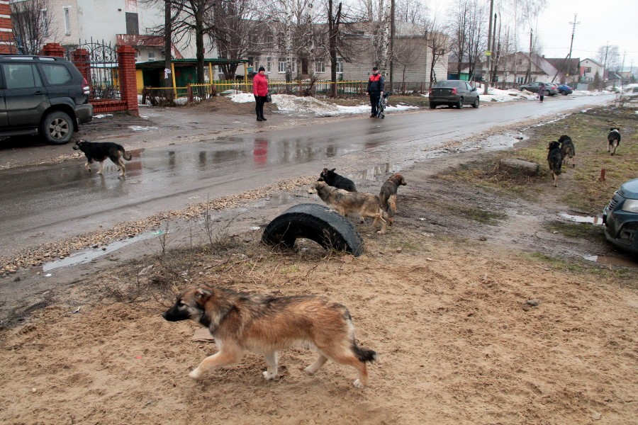 Бродячие собаки держат в страхе казанский детсад