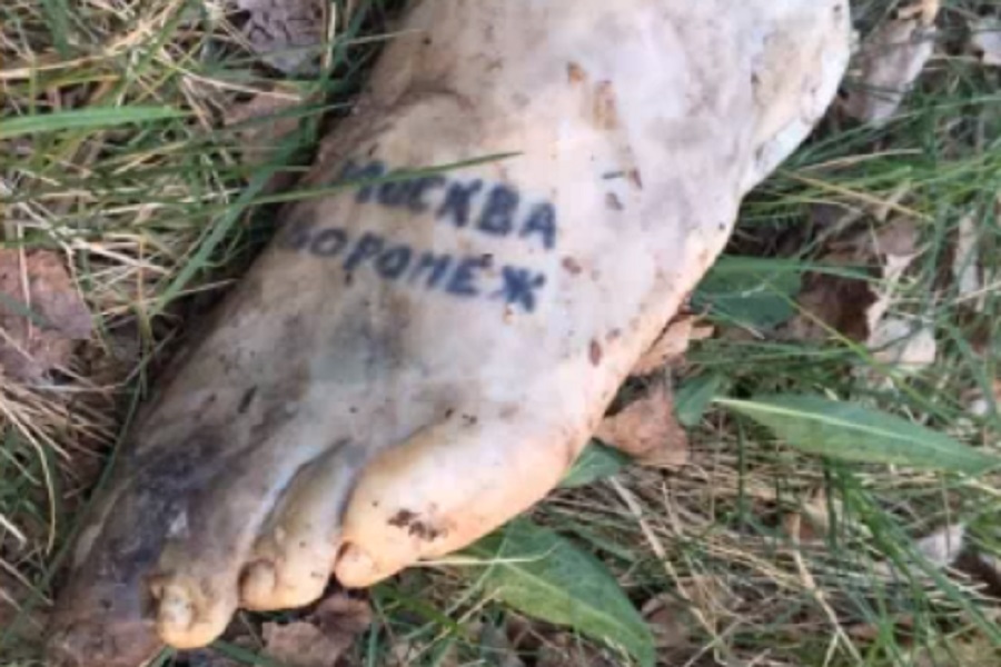 В Татарстане не смогли найти хозяев найденных в лесу ампутированных ног