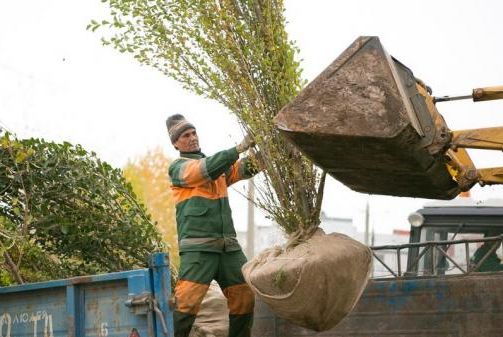 И было там тринадцать больших тополей. Но вчера...