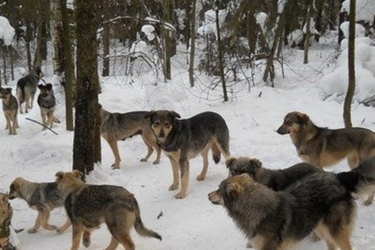 Дикие псы в лесах Татарстана пожирают зайцев и косуль
