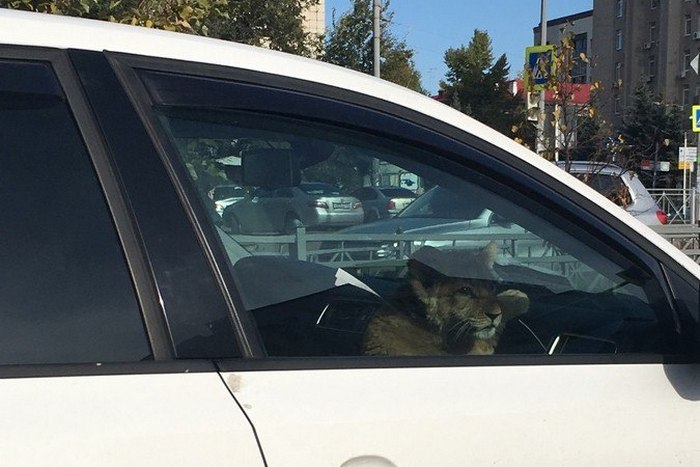 По улицам Казани возили львенка в белом авто