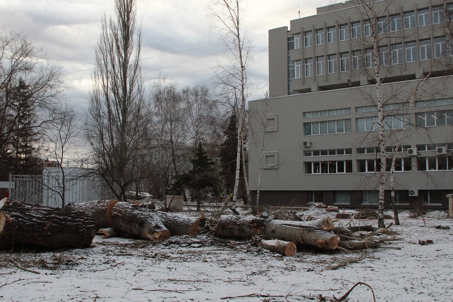 Организатора скандального аукциона по вырубке деревьев рядом с КФУ оштрафуют