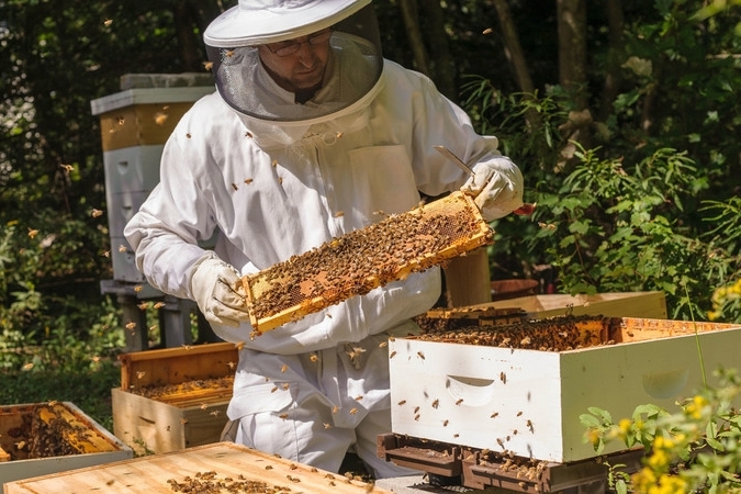 «В лесу - медведи, на полях - холдинги, у крестьян остались только пчёлы…»: пчеловоды Татарстана оплакивают своих отравленных кормилиц