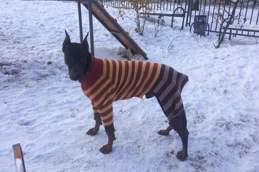 В Казани за «голову» догхантера, разбросавшего в сквере мясо с иголками для собак, объявлена награда в 100 тысяч рублей