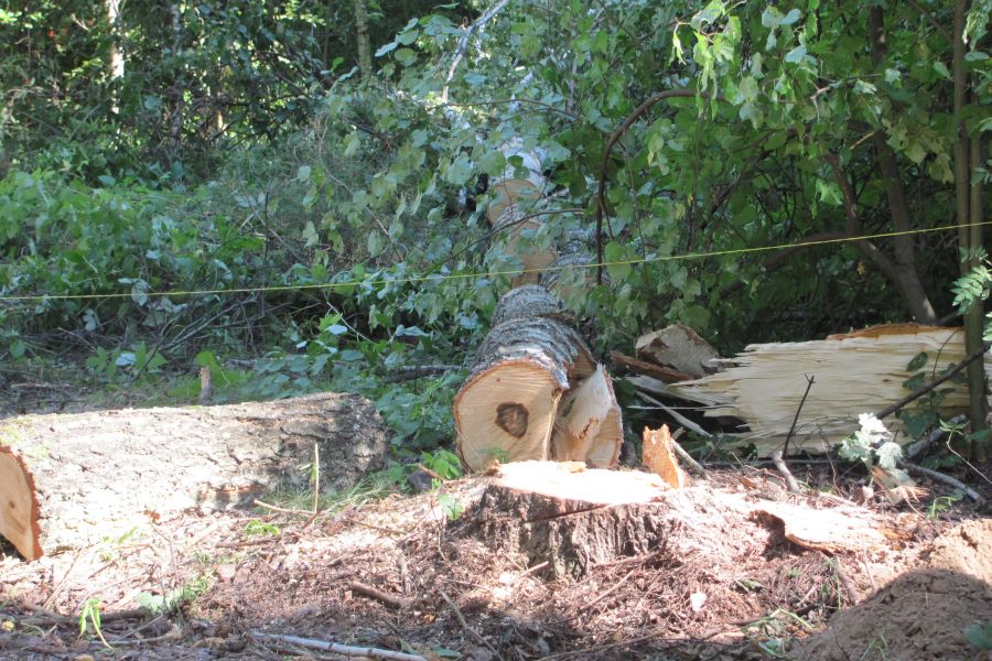 "Санитарная очистка" в Зеленом Бору перешла в вырубку