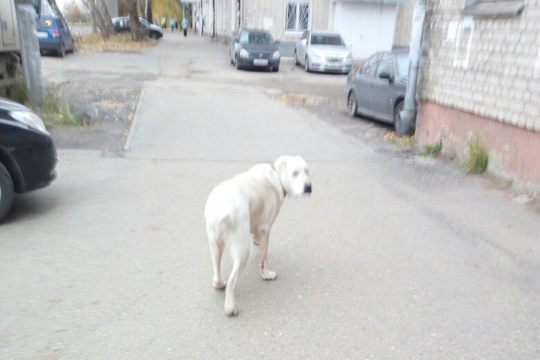 Полиция Казани ищет живодеров, которые казнили беременную собаку на детской площадке